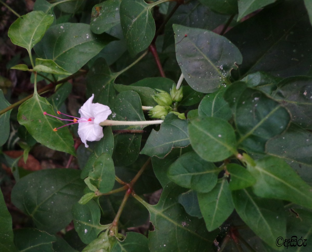 Mirabilis jalapa L.